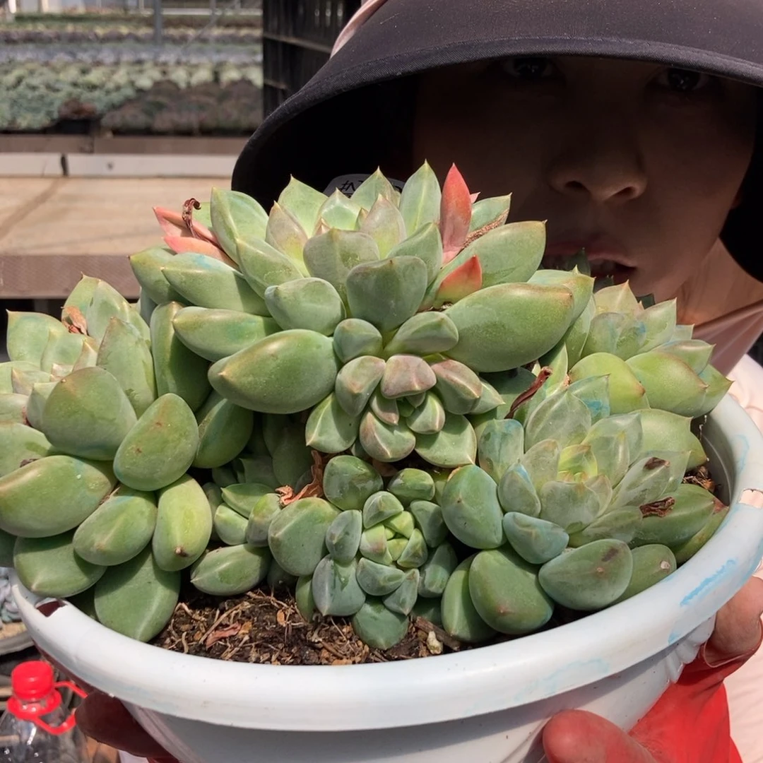 3-116 一物一拍直播间为准