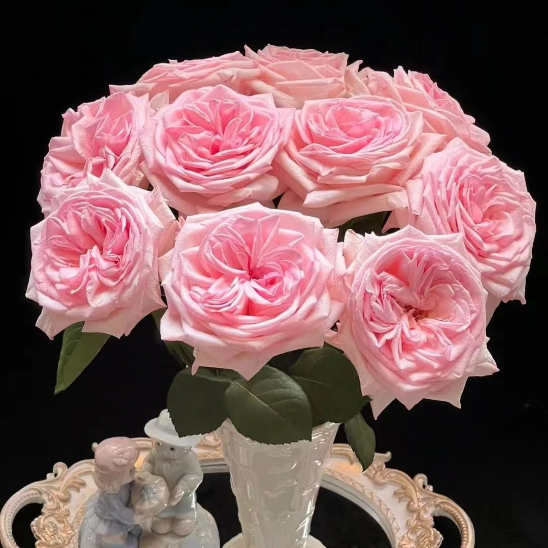 诶玫瑰月季花浓香淡香开花好养易活