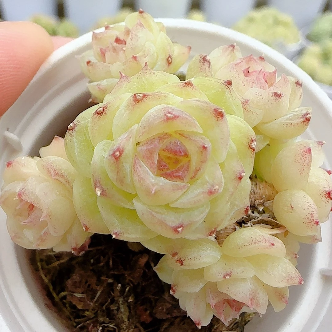 1027-118开播福利