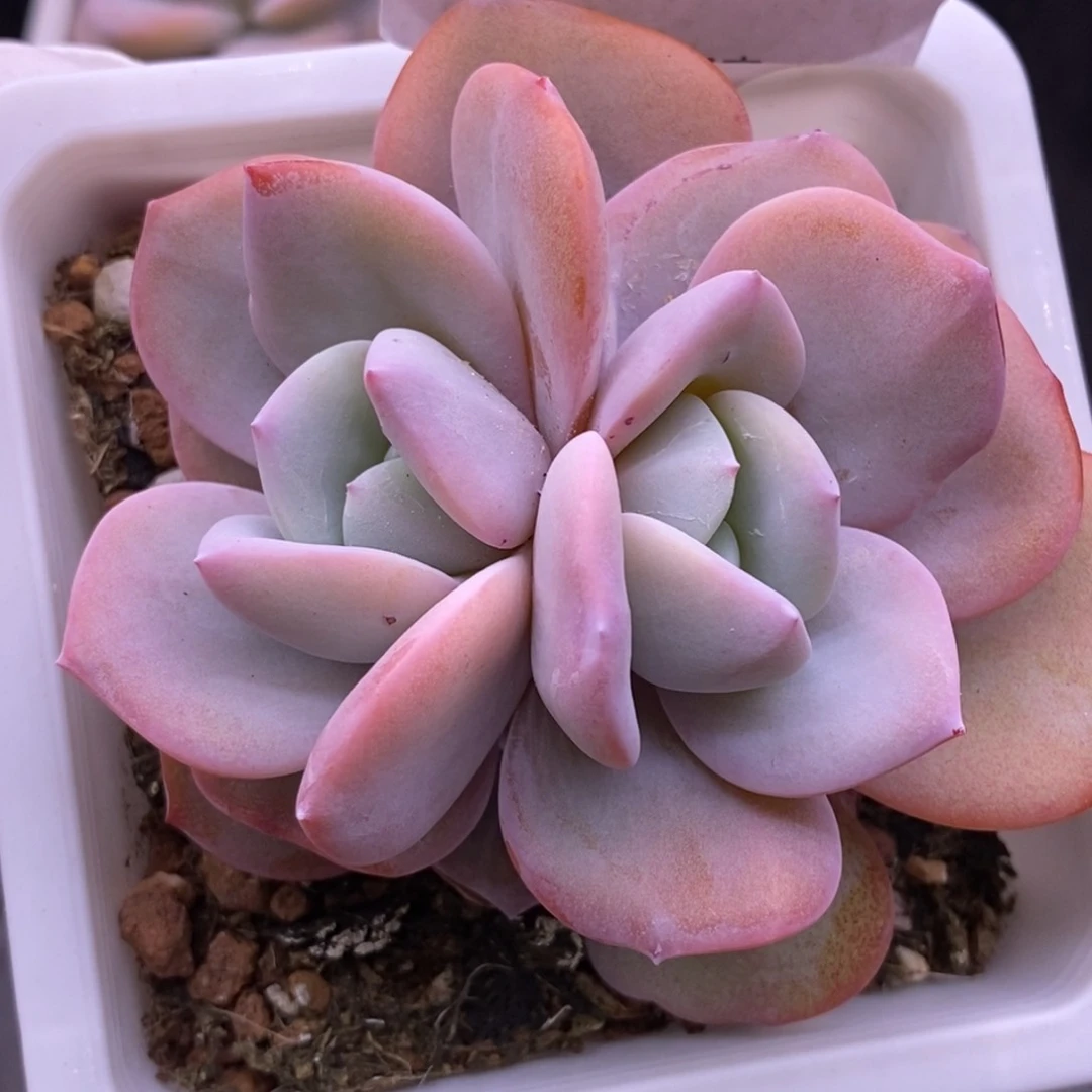 【闪购商品】14-50