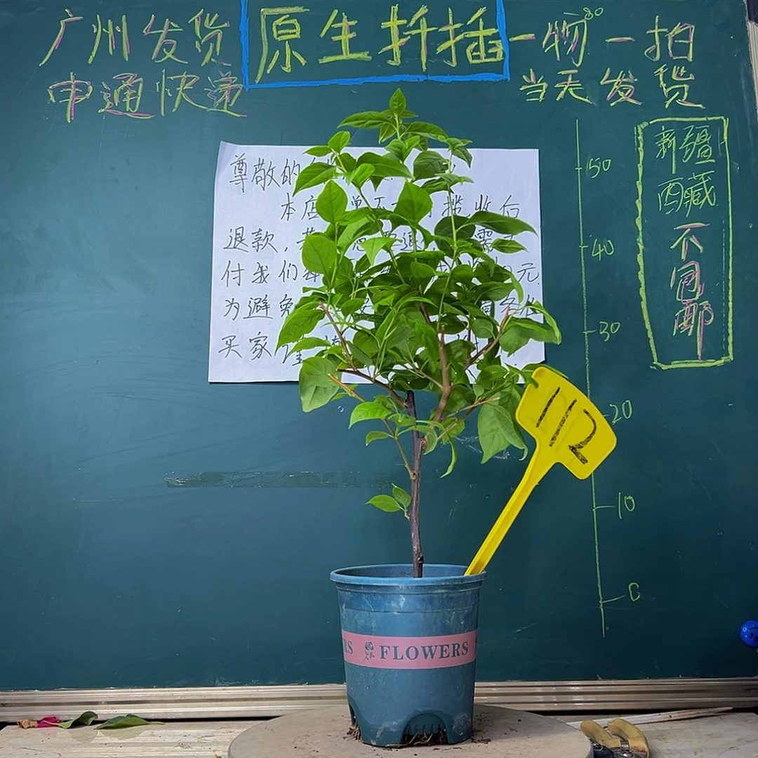 当前无花栽培后可以开花苏瓦娜112