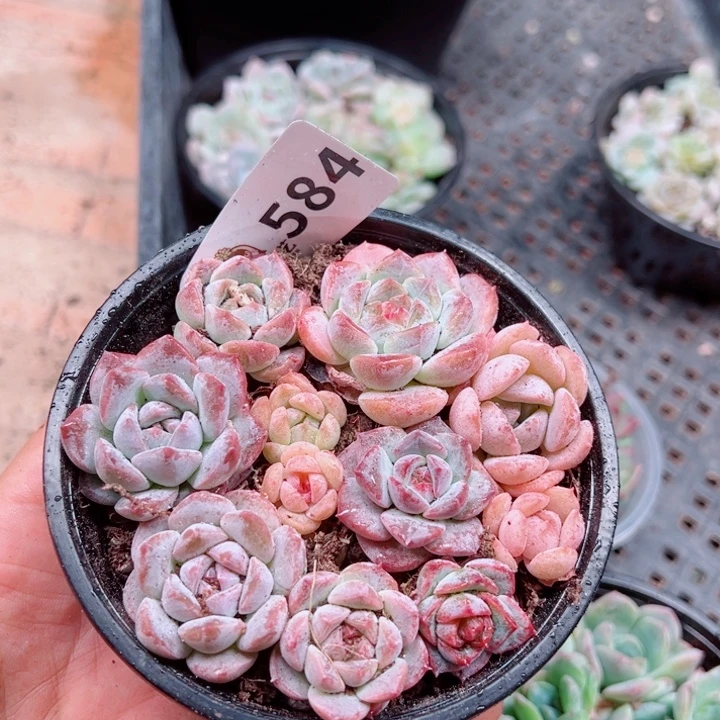 多肉植物多肉植物