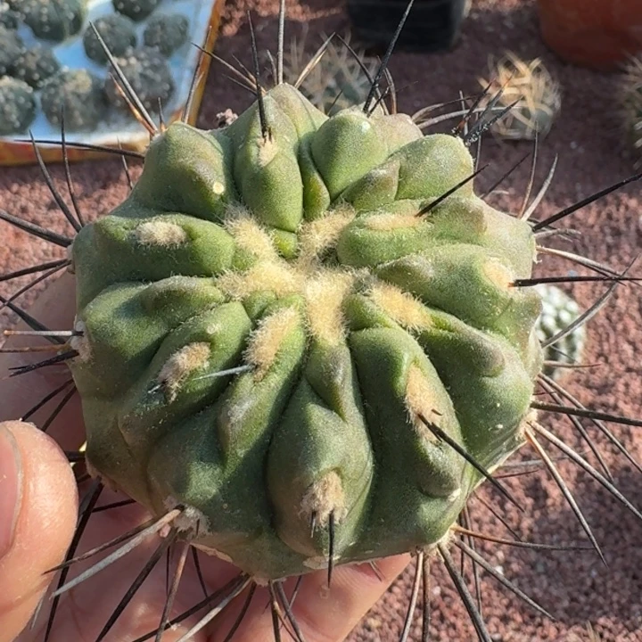 黑士冠无根555555