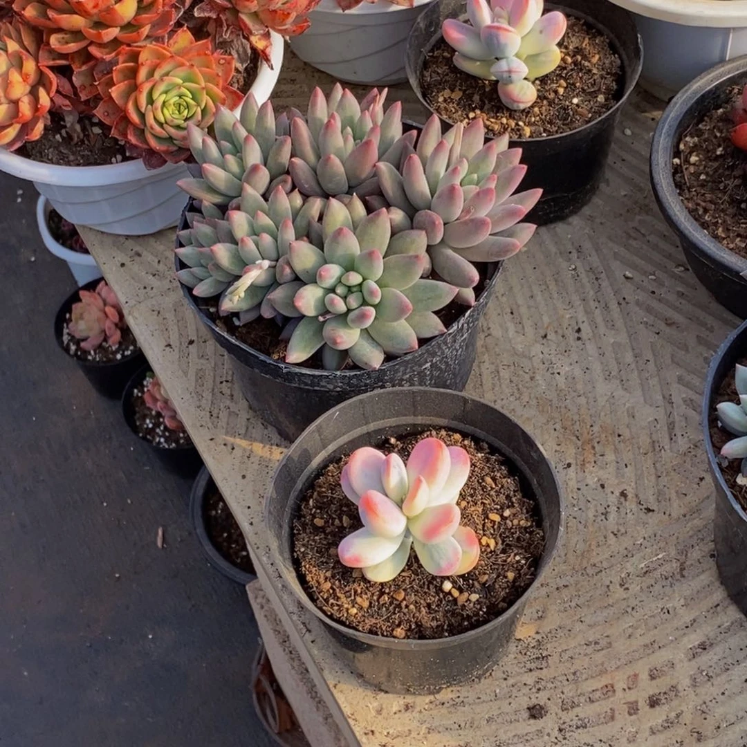 倚**雨48包邮一物一拍多肉植物