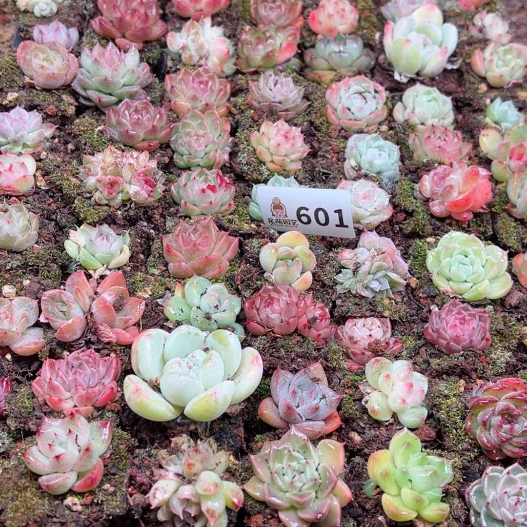 多肉植物多肉植物