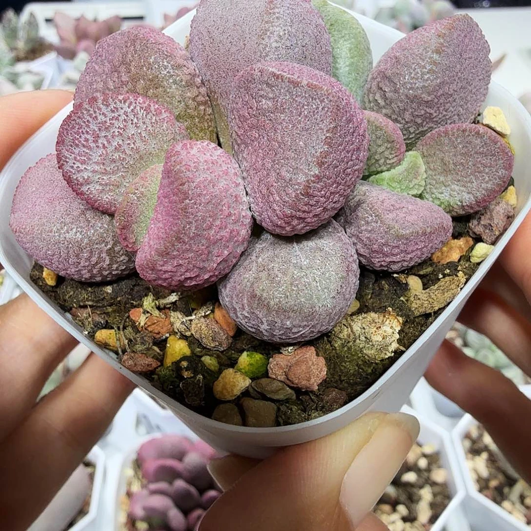 夏娃水泡多肉植物
