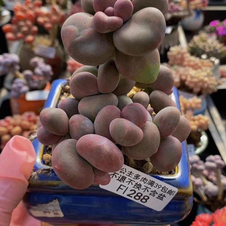 芒果奶9cm288多肉植物