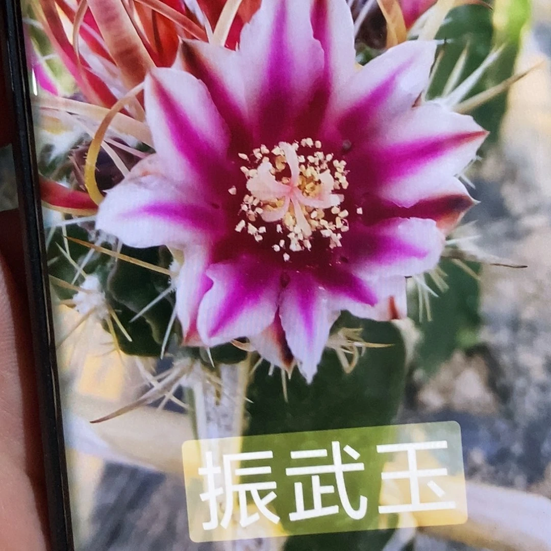 振武玉侧芽 歪 20包邮3–4公分