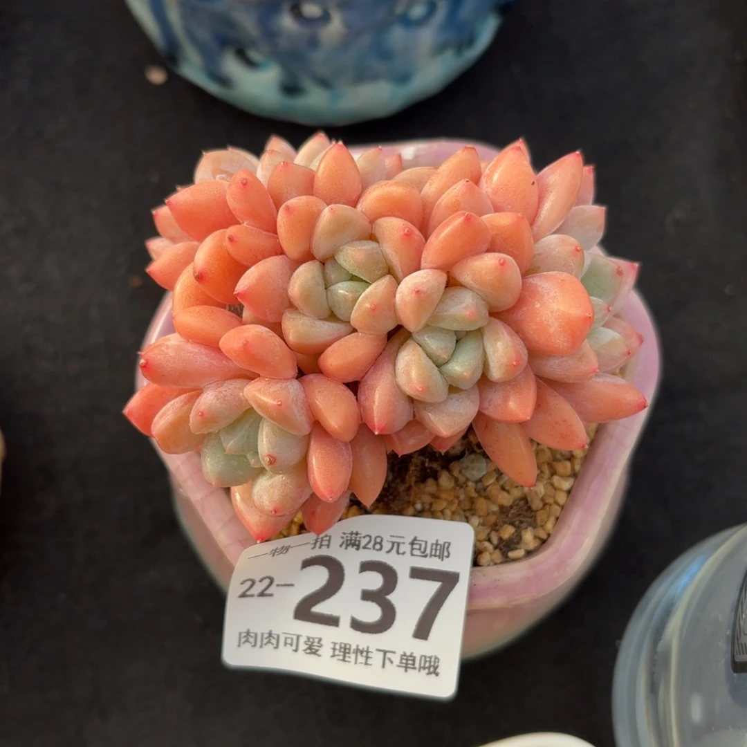 芙丽朵无盆土发货