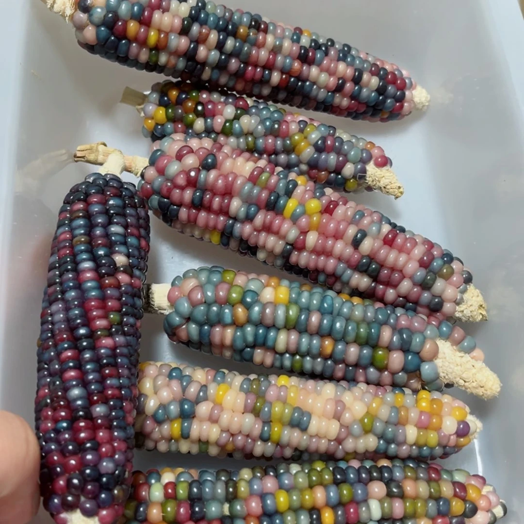 清筐文玩玉米微瑕NO退