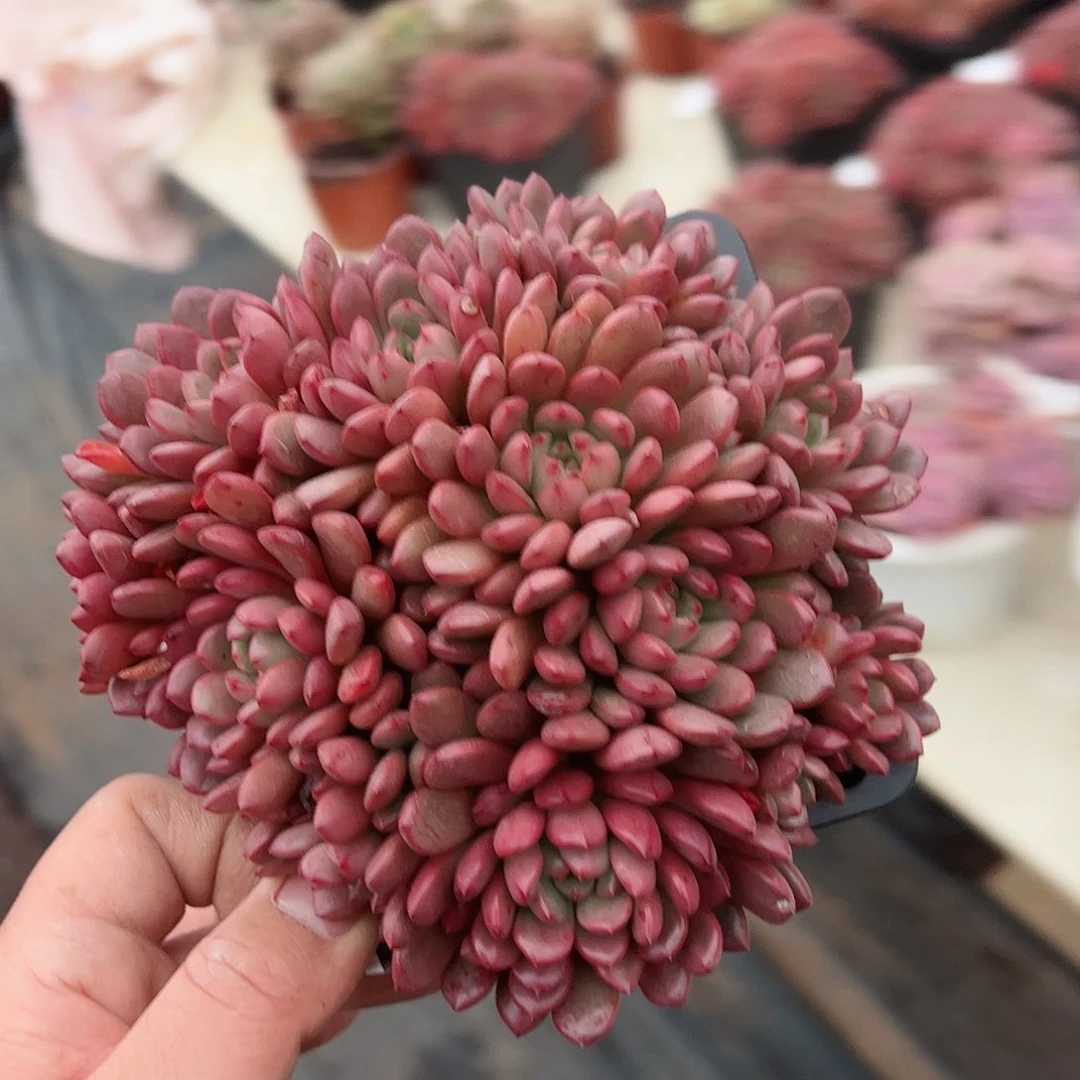 红宝石整桩多头群生