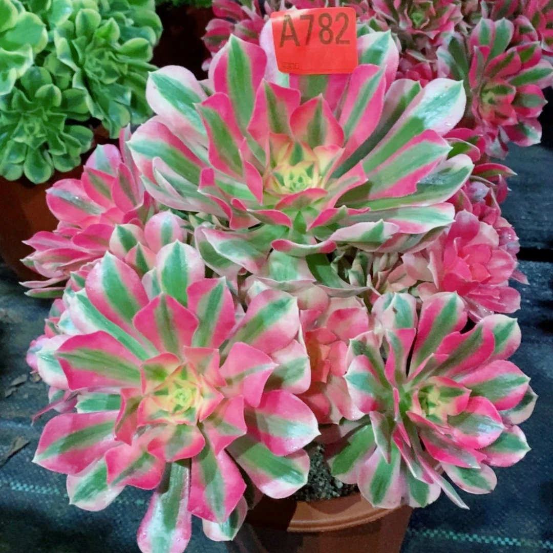 粉女巫782多肉11111