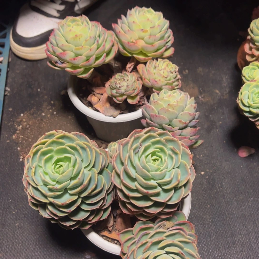 哈密瓜三头起发两盆