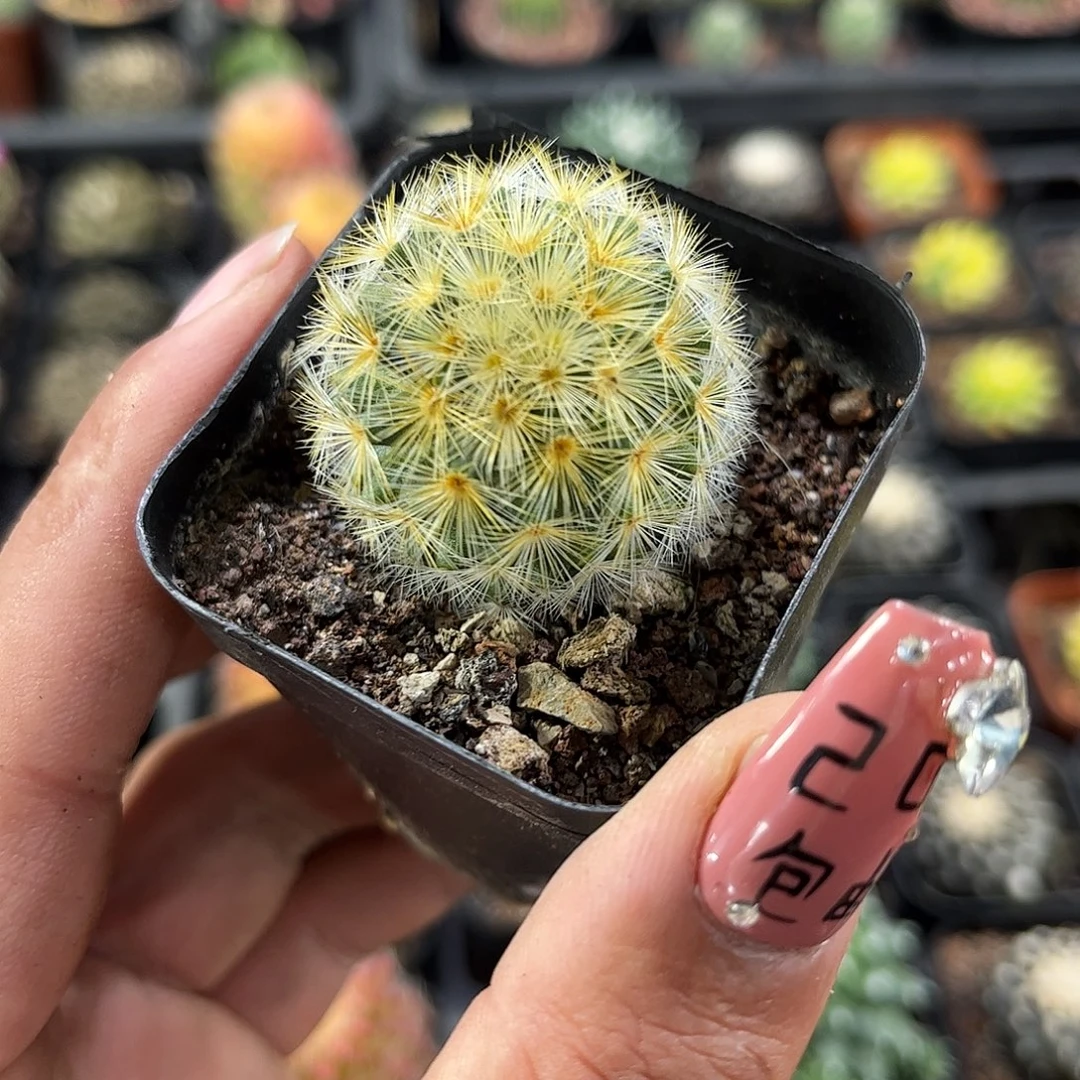 嘉文丸单头发货单头发货