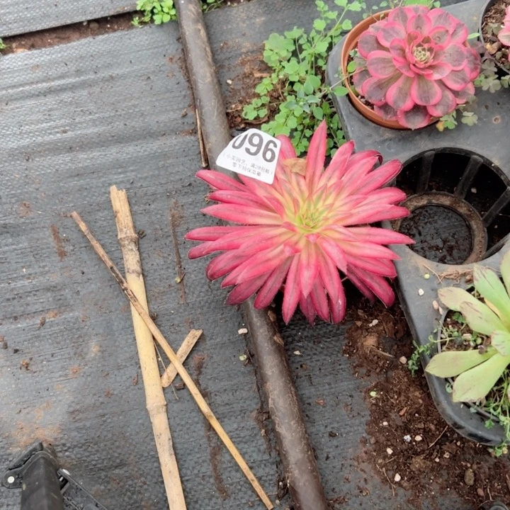 四***姐096多肉植物、朱雀