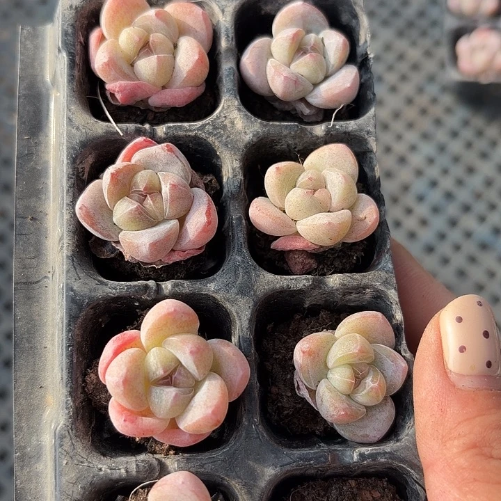 歸***零81 号到手1框一物一拍