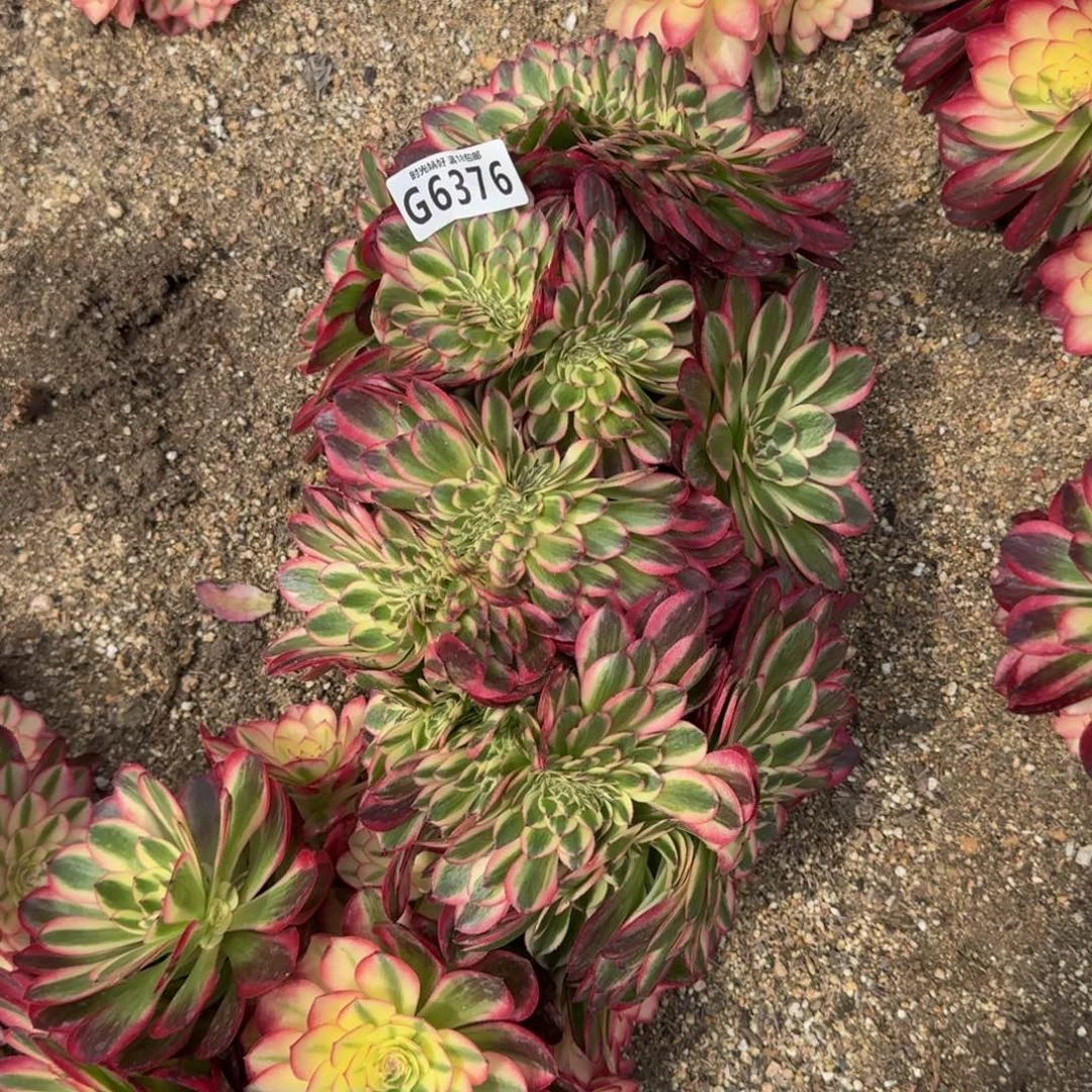 ?*南6376荔枝缀寄养到秋