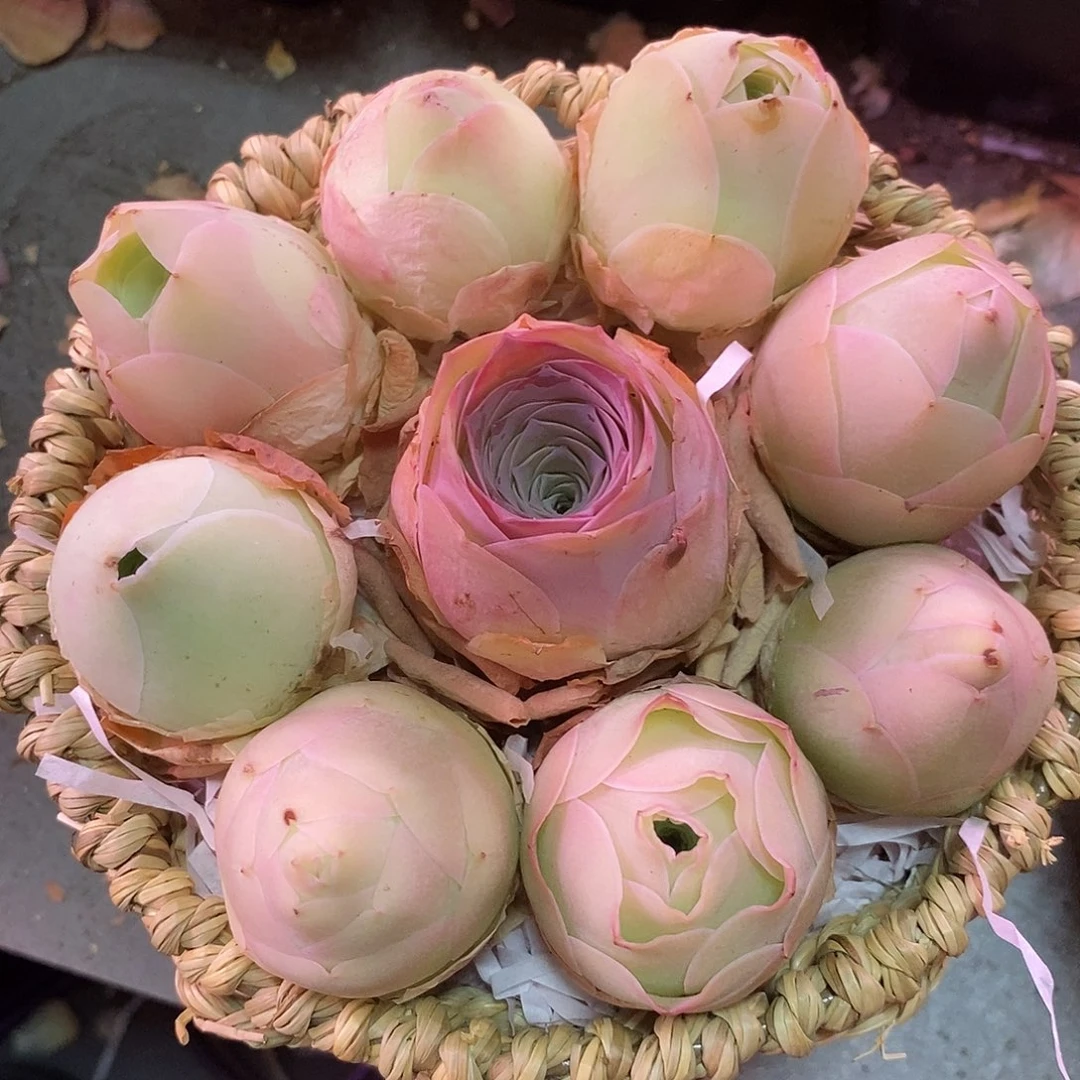 水蜜桃花篮9颗带蓝发货009