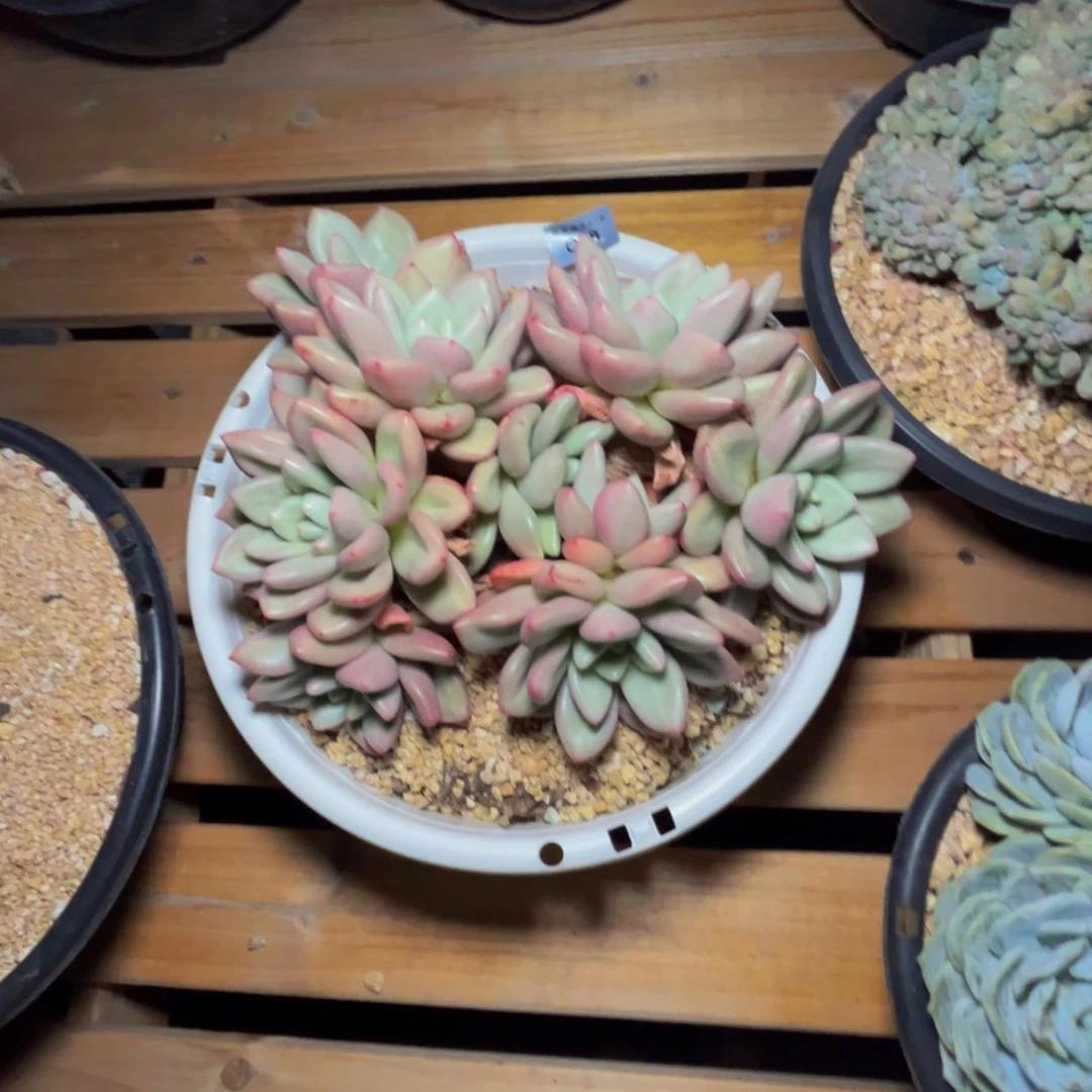 熙***熈q48爱尔晴丝群生无砍