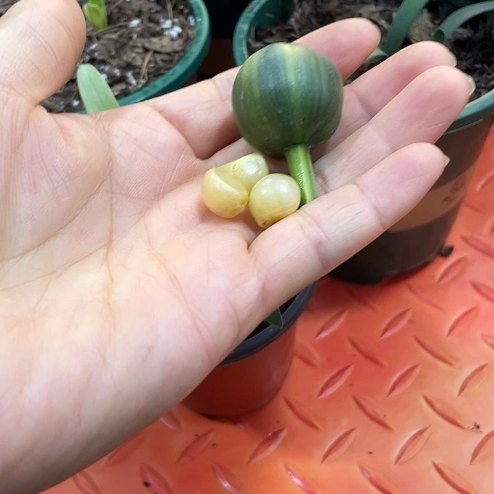 贵***完全开放君子兰四季开花稀释甲醛