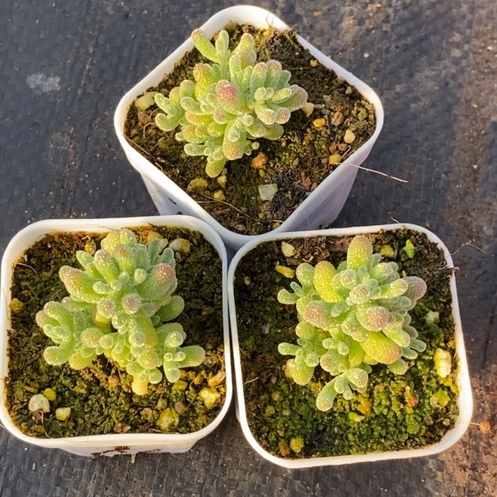 .****.350三颗冰晶。