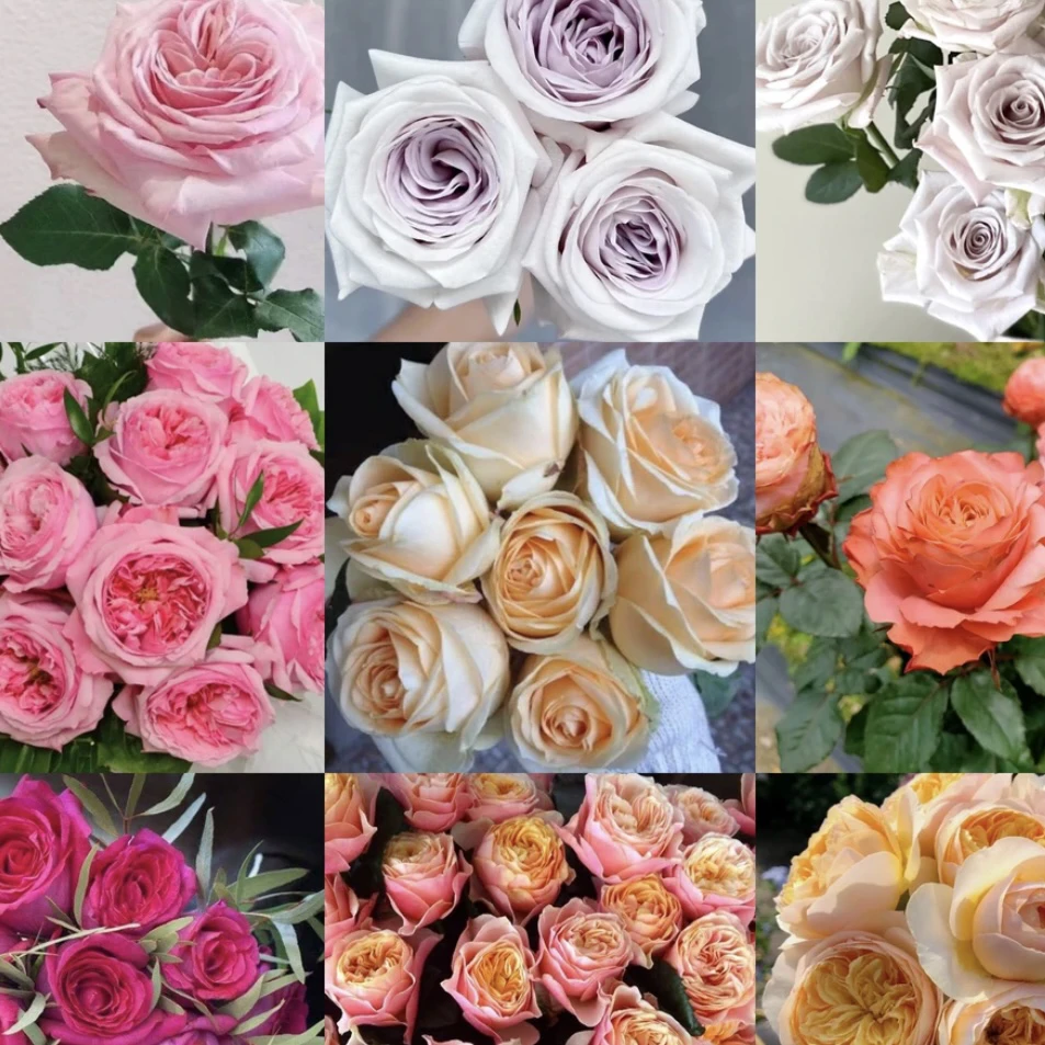 中杯灌木月季多季勤花多头耐寒耐热易养盆栽