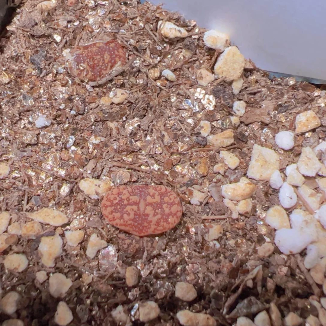 30-240泡泡勋章多肉植物