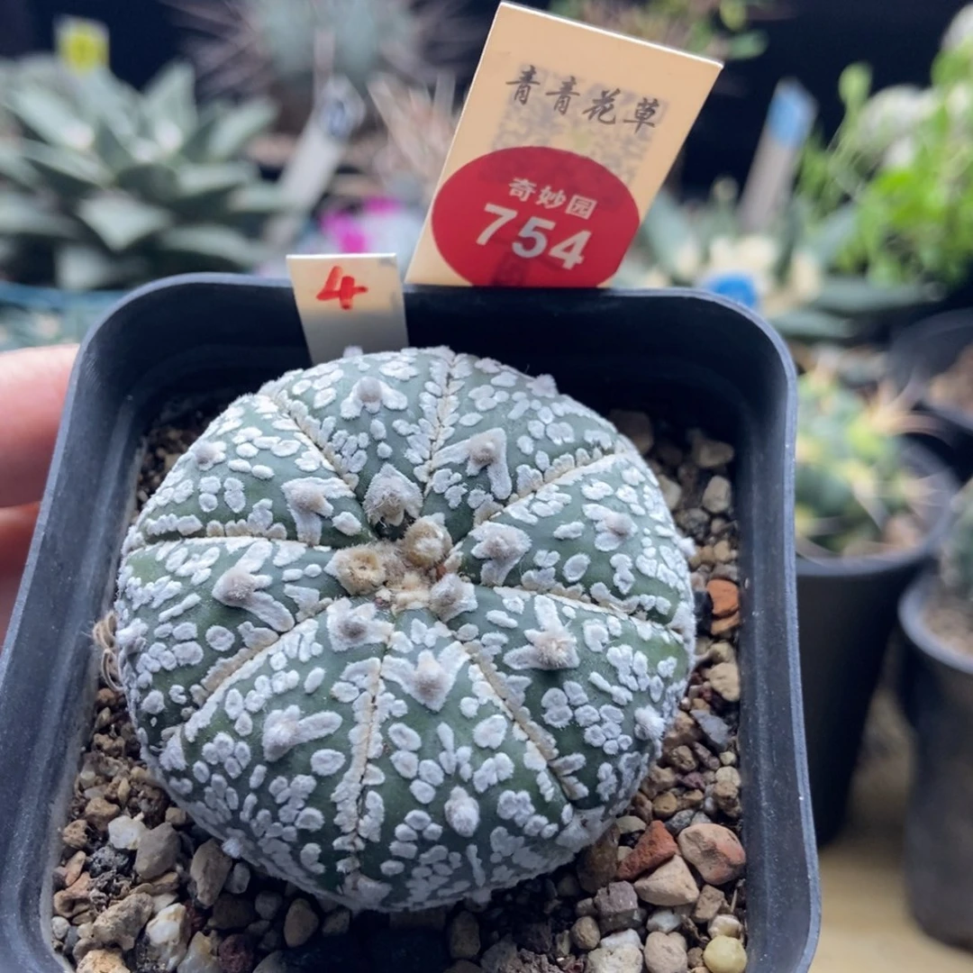 实生带V恩冢5.1cm一棵仙人球