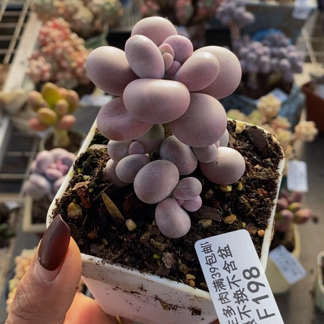 原始奶酪198/5v m