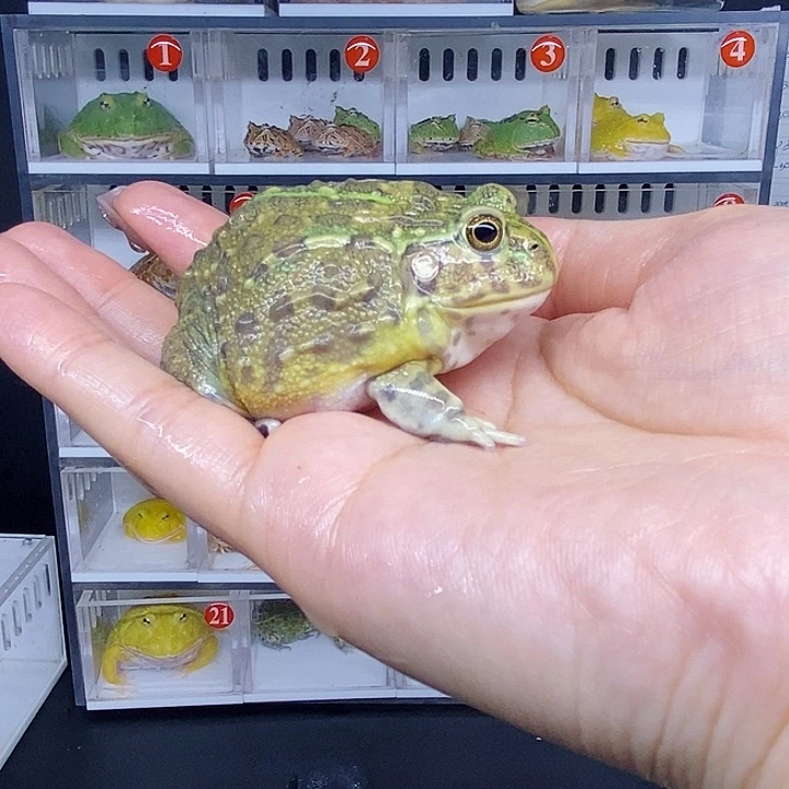 特价秒杀活动蛙蛙