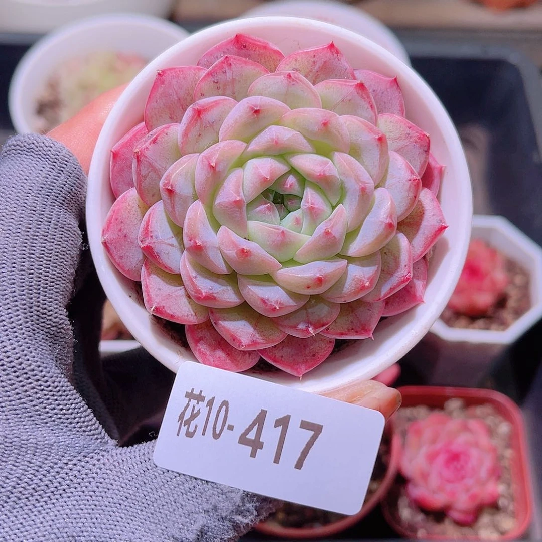 花10-417白桃汽水