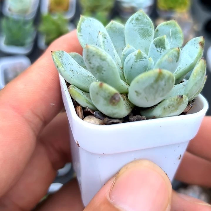 雪爪一颗，满5元包邮，