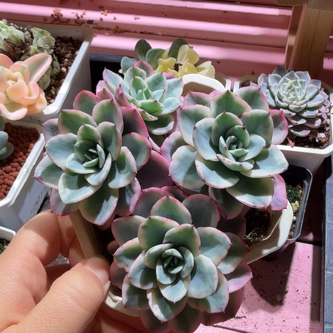 奶油黄桃锦，有砍，多肉植物