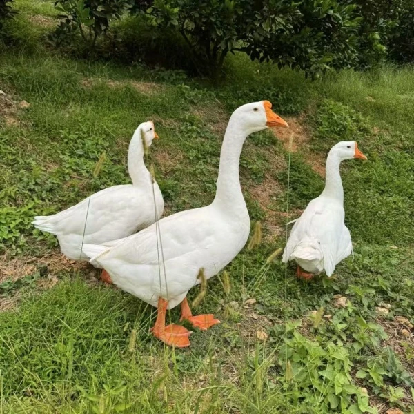 五龙鹅柯尔大白鹅宠物y10只（活的包邮）