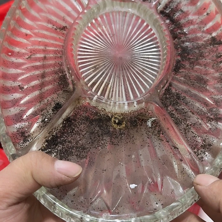 西***咸扇子吃vvvvvvv不宝贝宝贝宝贝