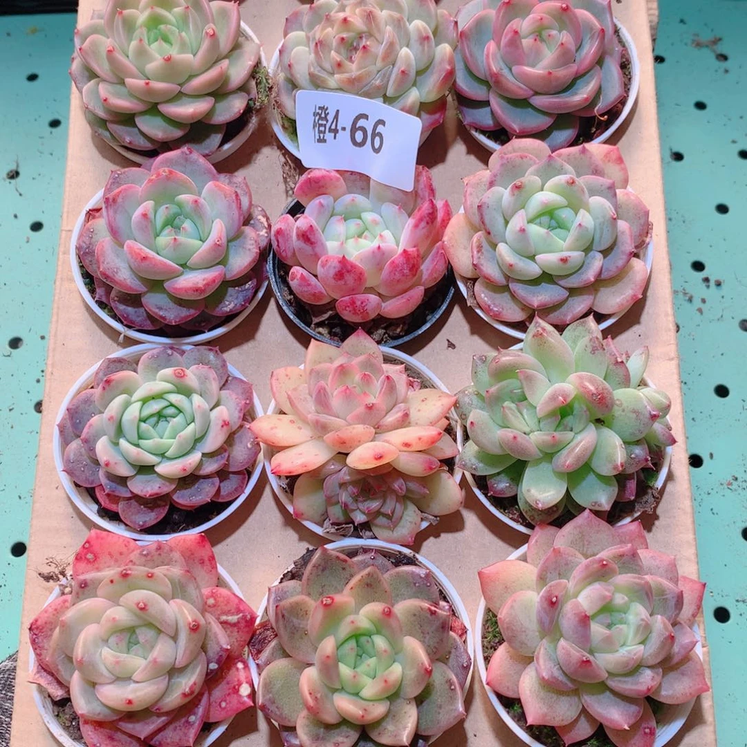 4-66一物一拍多肉带盆18颗