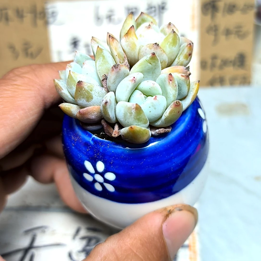 满6元包邮，橙梦露群老苗