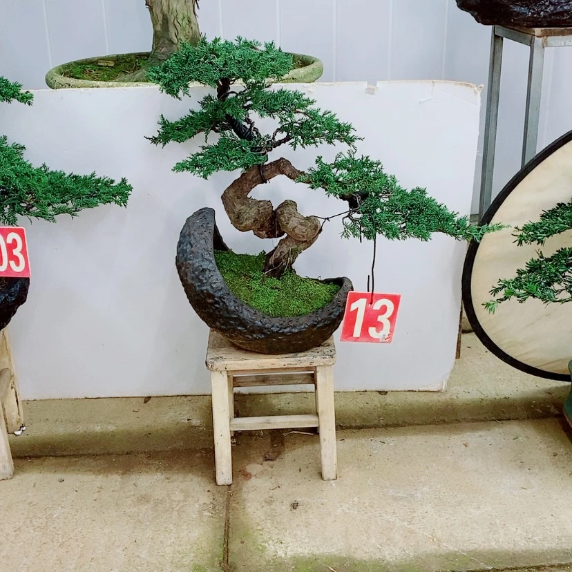 【闪购商品】济州真柏