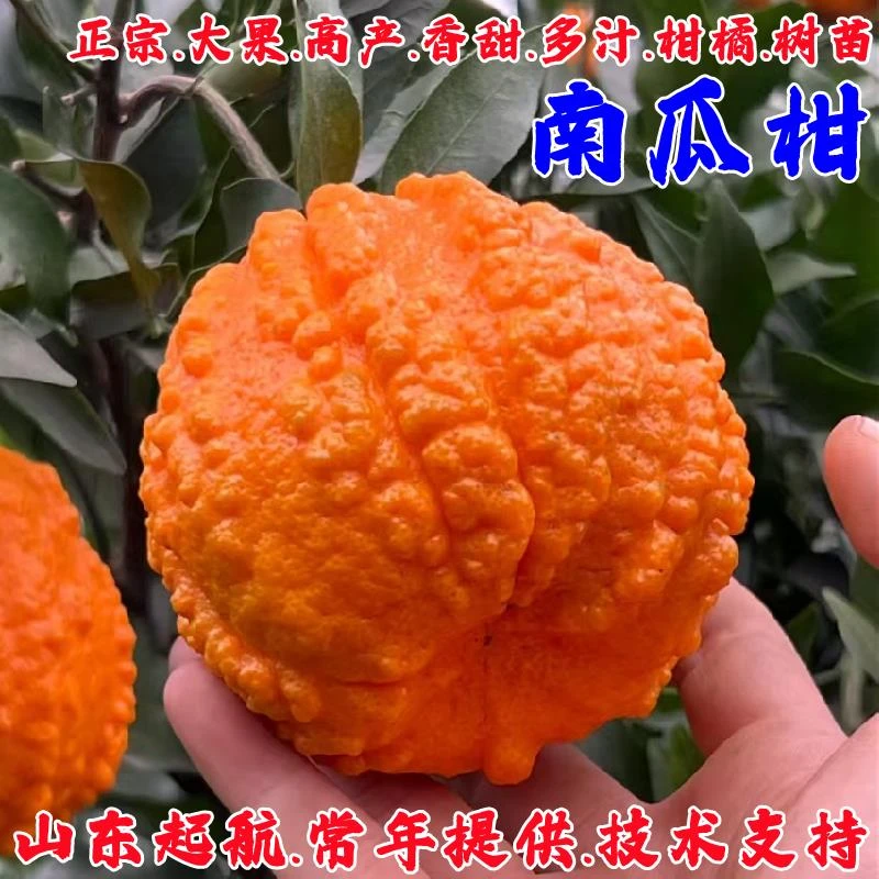 嫁接南瓜柑树苗盆栽地栽灯笼柑橘苗蜜橘柑桔橘子树果苗南北方种植