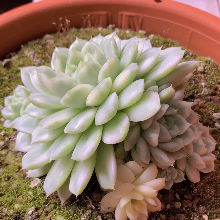 麦秆锦群生下播福利