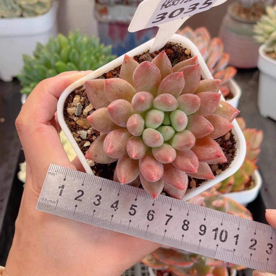 多肉植物3035 一定要拍个冷链哦