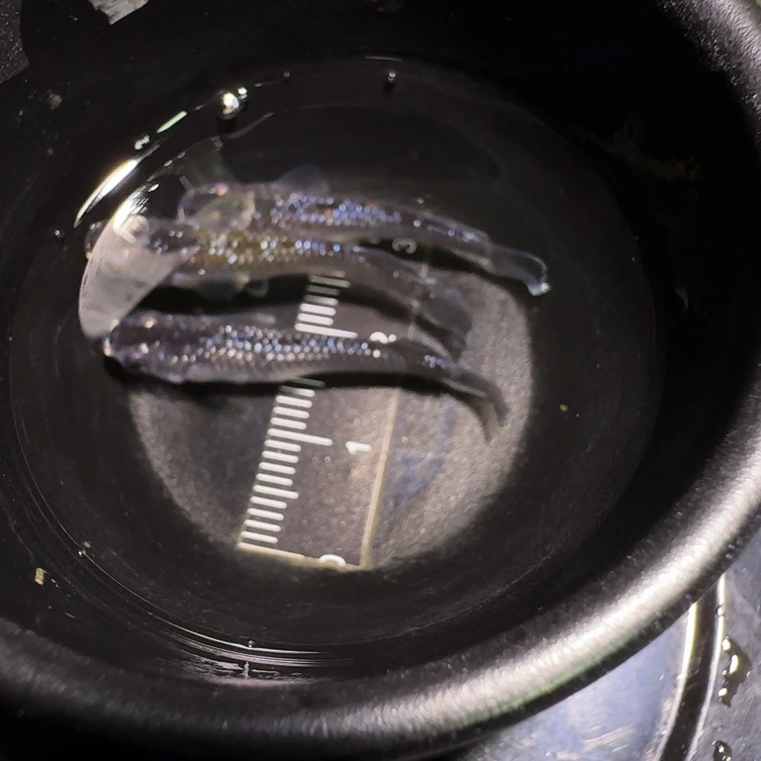 青鳉鱼一物一拍099