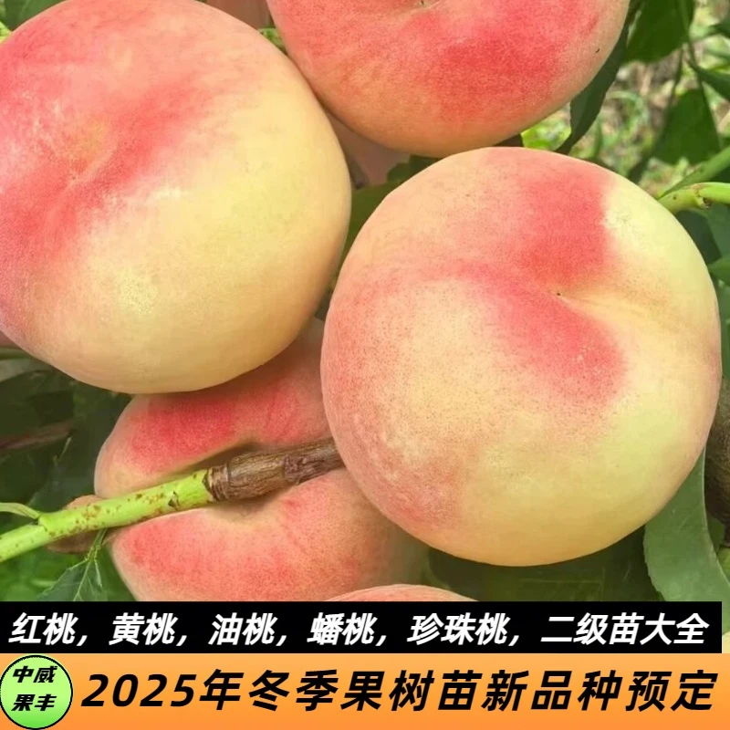 优秀果树苗二级苗    不退不换！！！