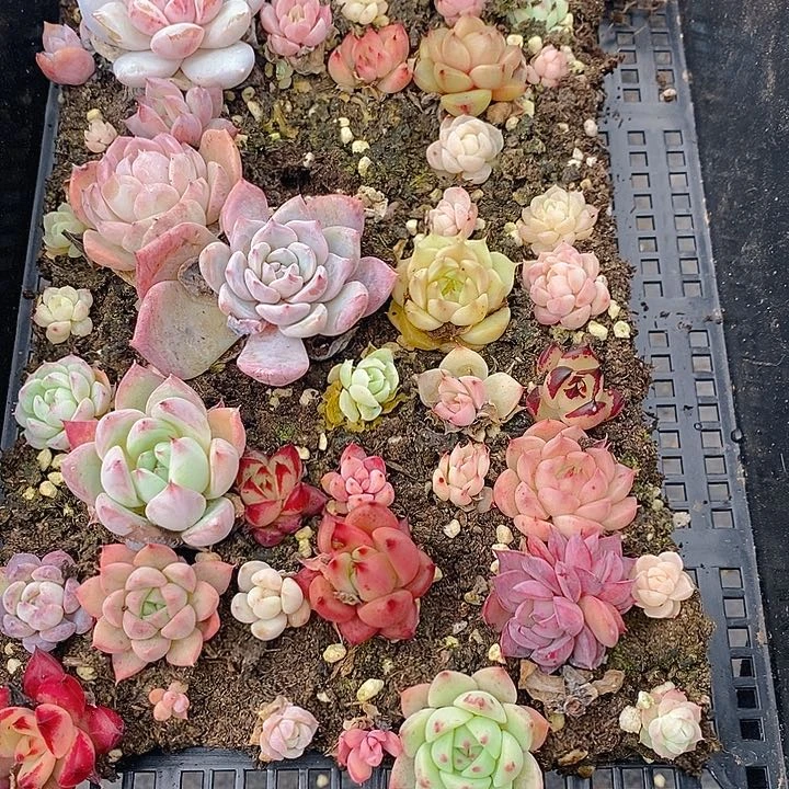 66 多肉植物盆栽花卉植物