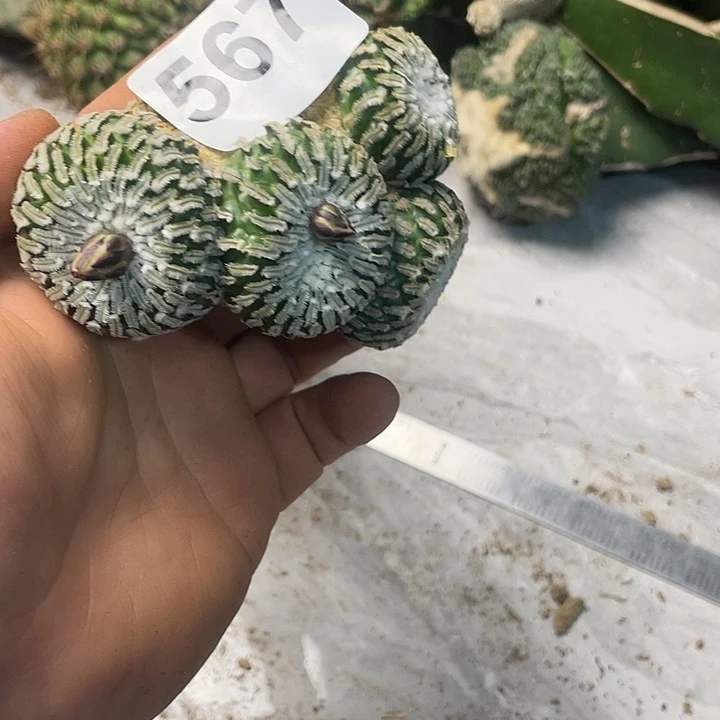 完全开放567精巧殿一个