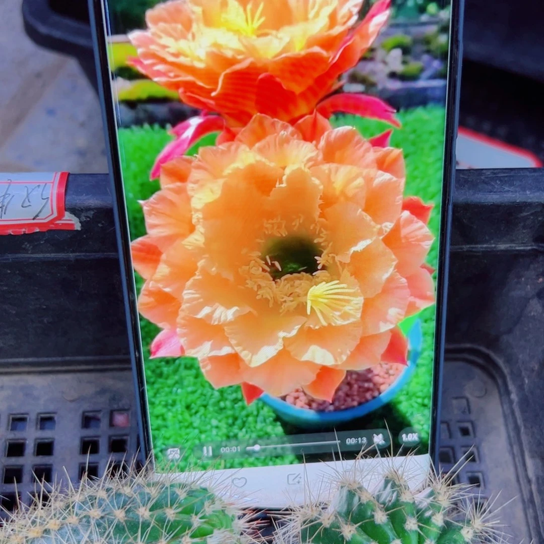 下72毛歪歪无根测压歪4公分左右20包邮