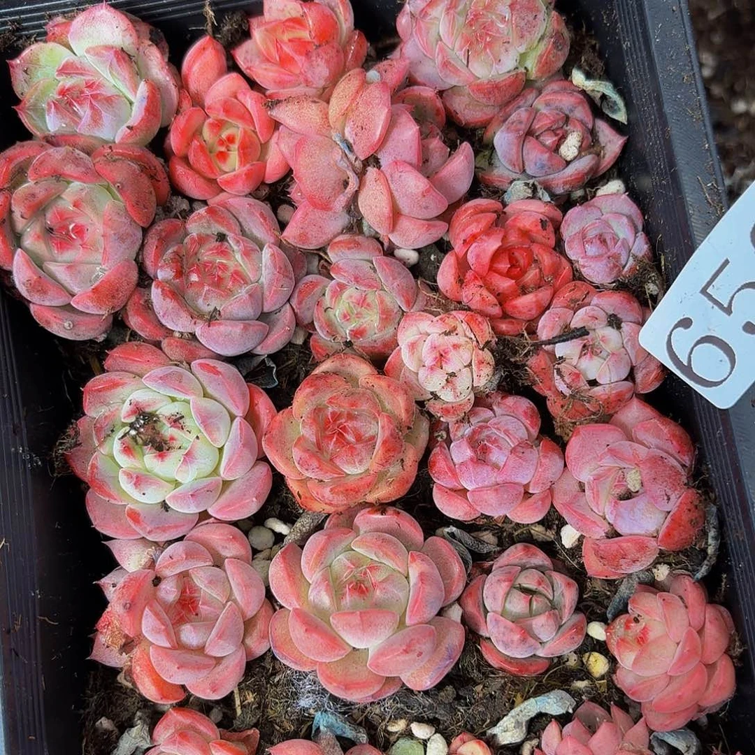 多肉植物多肉植物659