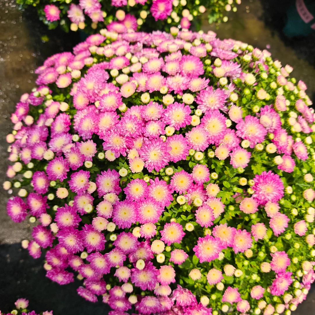 【绚秋花彩】球菊 耐热耐晒庭院阳台易养护