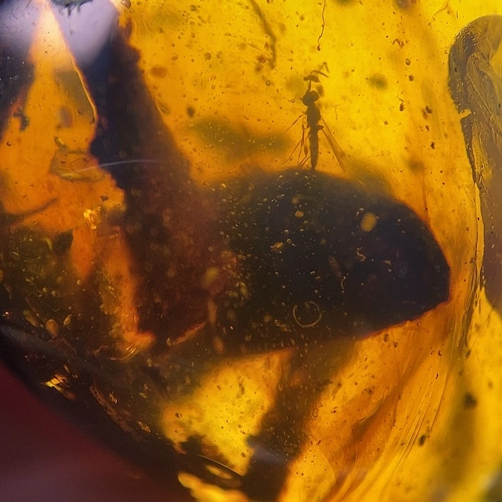 琥珀未镶嵌裸石珀