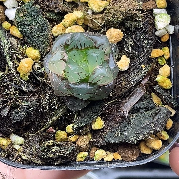 68冰灯玉露锦头家多肉十二卷